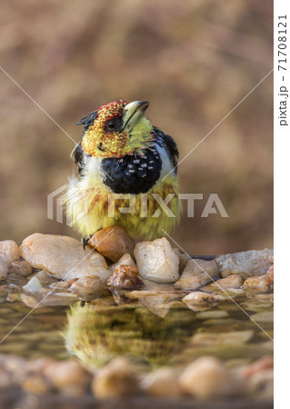 Crested Barbet in Kruger National park, South Africa Crested Barbet in Kruger National park, South Africa 71708121