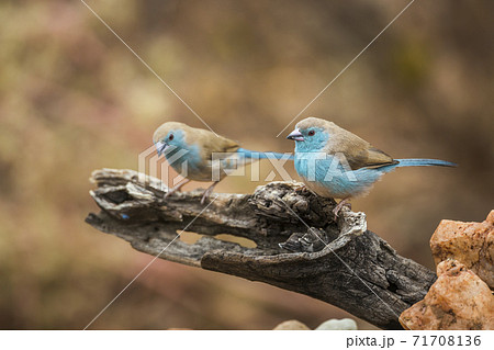 Blue breasted Cordonbleu in Kruger National park, South Africa Blue breasted Cordonbleu in Kruger National park, South Africa 71708136