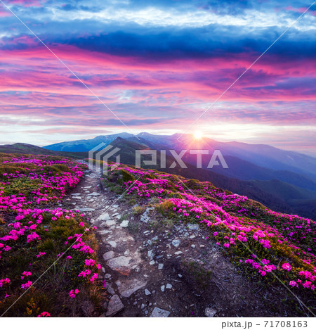 Pink rhododendron flowers in mountains Pink rhododendron flowers in mountains 71708163