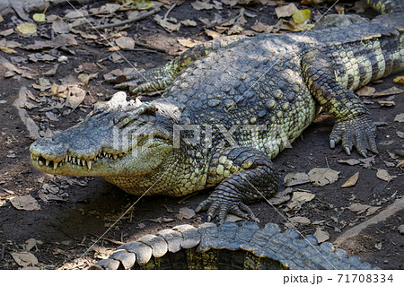 Close up crocodile rest near the river in thailand. Close up crocodile rest near the river in thailand. 71708334
