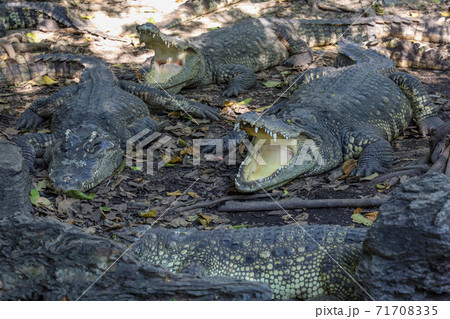 Close up crocodile rest near the river in thailand. Close up crocodile rest near the river in thailand. 71708335