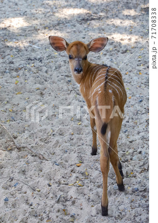 The Nyala baby is stay in garden at thailand The Nyala baby is stay in garden at thailand 71708338