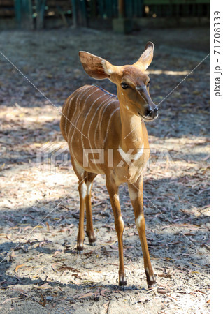 The Nyala baby is stay in garden at thailand 71708339