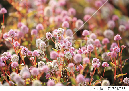 ヒメツルソバ(姫蔓蕎麦)の花   ヒメツルソバ(姫蔓蕎麦)の花   71708723
