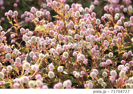 ヒメツルソバ(姫蔓蕎麦)の花 ヒメツルソバ(姫蔓蕎麦)の花 71708727