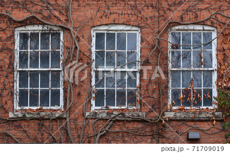 Three windows overgrown with wild grapes 71709019