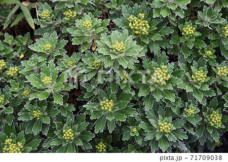 ハナイソギク(花磯菊) ハナイソギク(花磯菊) 71709038