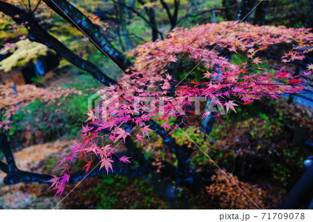 伊香保温泉　河鹿橋の紅葉 71709078