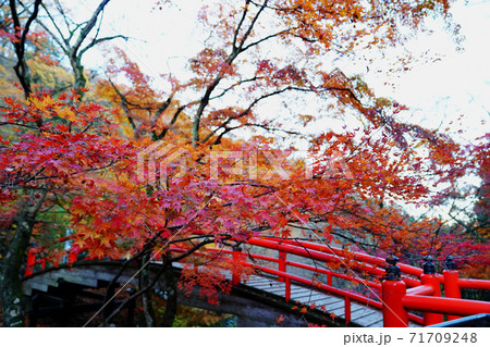 伊香保温泉　河鹿橋の紅葉 71709248