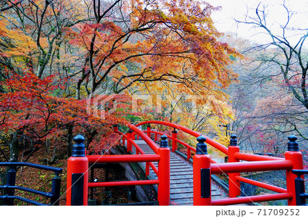 伊香保温泉 河鹿橋の紅葉 伊香保温泉 河鹿橋の紅葉 71709252