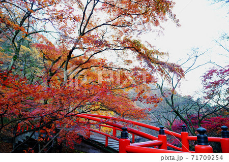 伊香保温泉 河鹿橋の紅葉 伊香保温泉 河鹿橋の紅葉 71709254