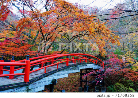 伊香保温泉 河鹿橋の紅葉 伊香保温泉 河鹿橋の紅葉 71709258