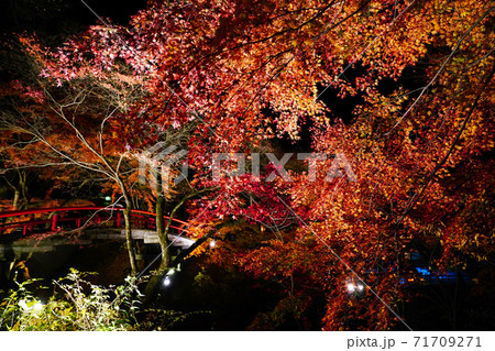 伊香保温泉　河鹿橋の紅葉　ライトアップ 71709271