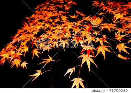 伊香保温泉　河鹿橋の紅葉　ライトアップ 71709280