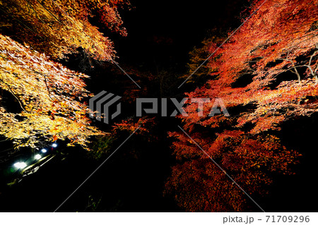 伊香保温泉　河鹿橋の紅葉　ライトアップ 71709296