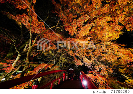 伊香保温泉　河鹿橋の紅葉　ライトアップ 71709299