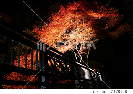 伊香保温泉　河鹿橋の紅葉　ライトアップ 71709303