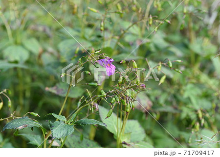 ツリフネソウ(釣り船草・吊舟草)の花 ツリフネソウ(釣り船草・吊舟草)の花 71709417