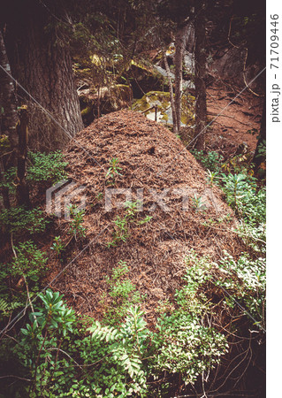 Big forest Anthill in Vanoise national Park valley, French alps 71709446