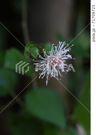 コウヤボウキ（高野箒）の花 71709725