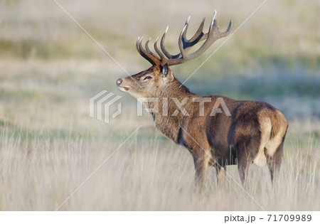 Close up of a Red Deer standing in grass in autumn Close up of a Red Deer standing in grass in autumn 71709989