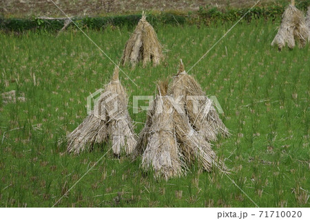 秋の風物詩 / 積みワラのある風景 秋の風物詩 / 積みワラのある風景 71710020