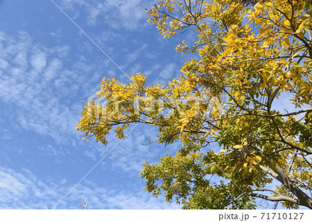 エノキ(榎)の黄葉 エノキ(榎)の黄葉 71710127