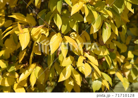 エノキ（榎）の黄葉 71710128