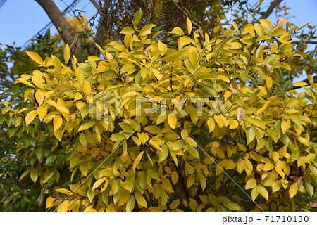 エノキ(榎)の黄葉 エノキ(榎)の黄葉 71710130