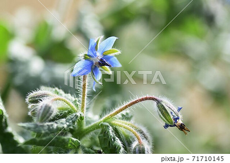 ポリジ ルリジサ 瑠璃苣 の花の写真素材