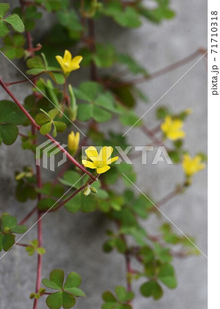 カタバミ(片喰)の花 カタバミ(片喰)の花 71710318