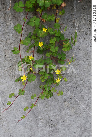 カタバミ(片喰)の花 カタバミ(片喰)の花 71710319