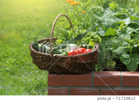 Basket with vegetables. Raised beds gardening in an urban garden growing plants herbs berries and vegetables 71710612
