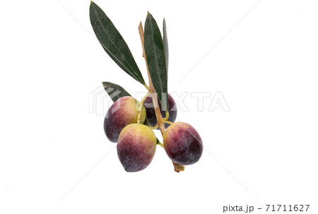 olives with leaves isolated olives with leaves isolated 71711627