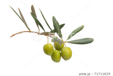 olives with leaves isolated 71711629