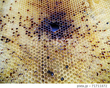 Background hexagon texture, wax honeycomb from a bee hive Background hexagon texture, wax honeycomb from a bee hive 71711872