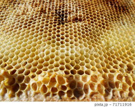 Background hexagon texture, wax honeycomb from a bee hive Background hexagon texture, wax honeycomb from a bee hive 71711916