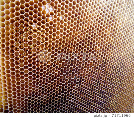 Background hexagon texture, wax honeycomb from a bee hive Background hexagon texture, wax honeycomb from a bee hive 71711966