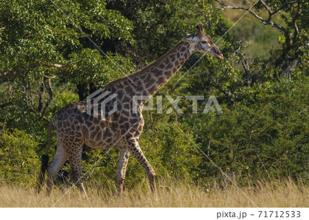 Giraffe South Africa 71712533