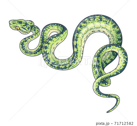 Vector Hand Drawn Green Spotted Snake 71712582