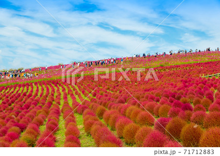 【みはらしの丘を望むコキアとコスモス】 【みはらしの丘を望むコキアとコスモス】 71712883