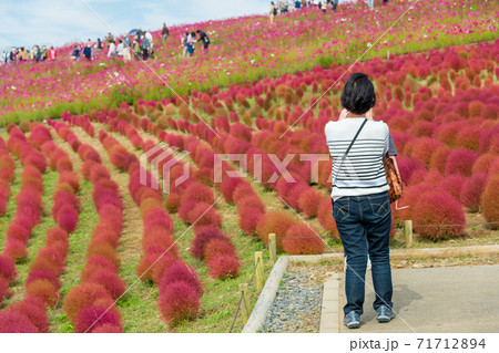 【みはらしの丘を望むコキアとコスモスを満喫する女性】 71712894