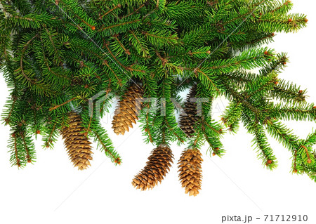 Branch of spruce with cones Branch of spruce with cones 71712910