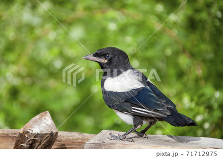 A chick of the common magpie during the first flight. 71712975
