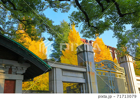 東京大学_正門と黄葉のイチョウ 東京大学_正門と黄葉のイチョウ 71713079