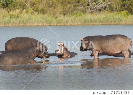 HIPPOPOTAMUS AMPHIBIUS, South Africa 71713457