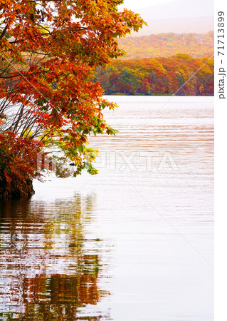 大沼公園の紅葉 黄葉 かしわの木 北海道 大沼公園の紅葉 黄葉 かしわの木 北海道 71713899