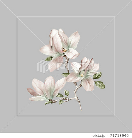 透明水彩 水彩画 花 71713946