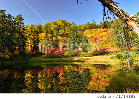 銀泉台の紅葉 71714198