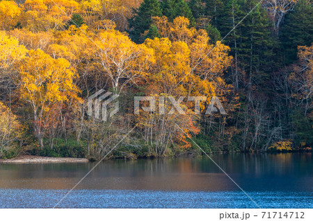 《長野県》紅葉の大沼池・志賀高原 《長野県》紅葉の大沼池・志賀高原 71714712